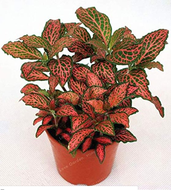 JMS Fittonia Verschaffeltii Bonsai Mini Easy Planting Balcony Fun Indoor Potted Flowers Bonsai Diy H