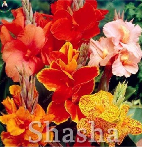 JMS 100 Pcs/Bag Dwarf Bonsai Canna Lily Outdoor Tropical Bronze Scarlet Foliage Perennial Potted Pla