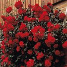 JMS 100 Pcs Rose 'Paul'S Scarlet' (Climbing) Hardy Shrub Bonsai