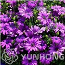 JMS Rare 100 Pcs Purple Osteospermum Bonsai Potted Flowering Plants Blue Daisy Flower Bonsai For Diy