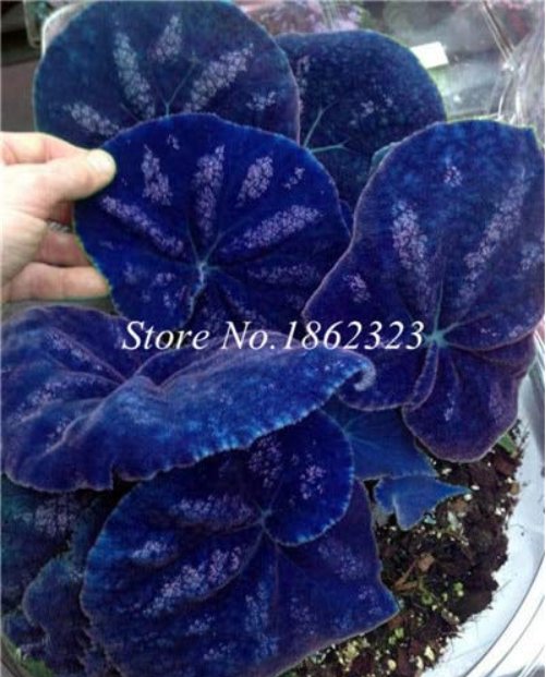JMS 200Pcs Rare Coleus Blumei Plant,Rare Flower Bonsai Potted Begonia Plants For Garden Balcony Cole