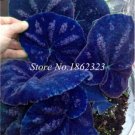 JMS 200Pcs Rare Coleus Blumei Plant,Rare Flower Bonsai Potted Begonia Plants For Garden Balcony Cole