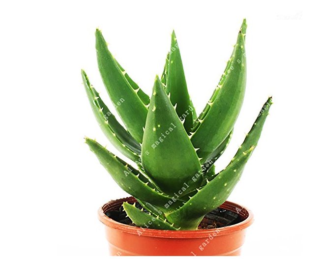 JMS 100Pcs/Bag China Aloe Vera Succulent Plant Rare Herbs Tree Mini Flower Bonsai Plants For Home Ga