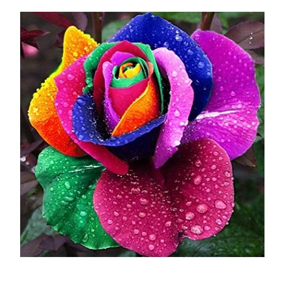 JMS 100Pcs/Bag Rare Holland Rainbow Rose Flowers Lover Colorful Perennial Flower Garden Plants Bonsa