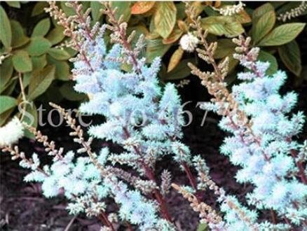 JMS 100Pcs Astilbe Chinensis Seeds Apple Blue Color