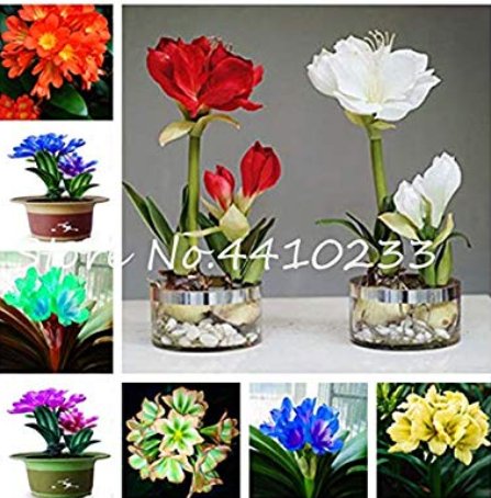 JMS 100 Pcs Mixed Clivia Rare Rainbow Clivia Flower Potted Plants Dedicated Windowsill Perennial Flo