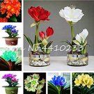 JMS 100 Pcs Mixed Clivia Rare Rainbow Clivia Flower Potted Plants Dedicated Windowsill Perennial Flo