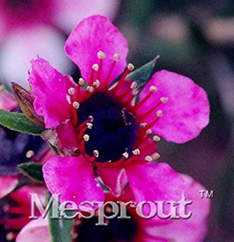 JMS 100Pcs Bonsai Flower Bonsai Leptospermum Scoparium Flamenco Angel'S Trumpets Leptospermum Scopar