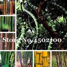 JMS 50Pcs Gaint Long Bamboo 100% True JMS Thick Bamboo Bonsai Decorative Garden,Beautiful JMS Bambu 