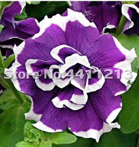 JMS 200 Pcs/Pack Bonsai Petunia Garden Bonsai Moon Night Sky Double Purple Flowers Purple Sky Black 