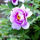 JMS Chinese Rare And Precious Species Of Blue Peony Flower Bonsai 10 Pcs/Lot,