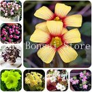 JMS 100 Pcs Rare Exotic Rainbow Oxalis Wood Sorrel Flower Bonsai Plants Oxalis Purple Shamrock Clove