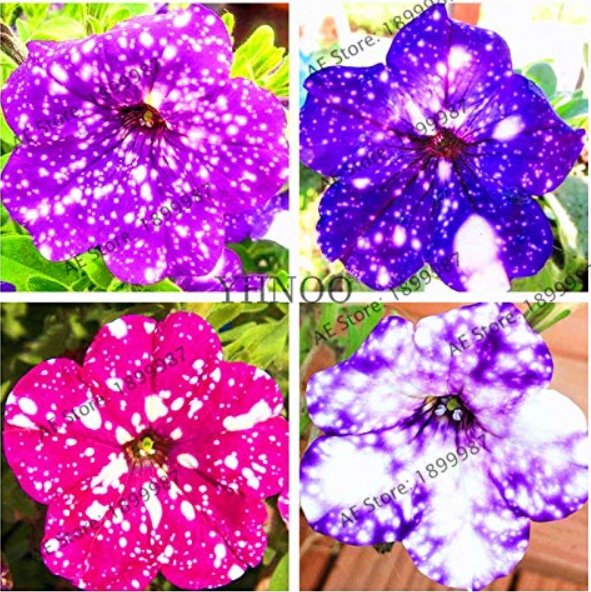 JMS 107Pcs/Bag Petunia Flower Garden,Petunia Night Sky Flower,Bonsai Flower Plantas,Plant For Balcon