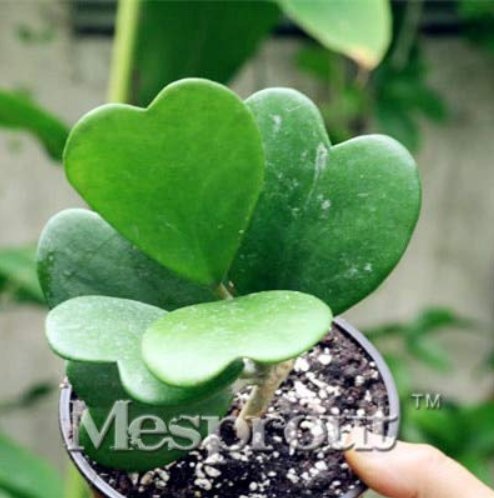 JMS Kerrii Bonsai (December Orchid) Family Bonsai Garden Supplies 100Pcs / Bag - (Color: Plum)