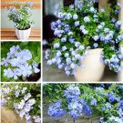 JMS Ceratostigma Plumbaginoides Bonsai 100 Pcs Plumbago Auriculata Bonsai Rare Exotic Bonsai Perenni