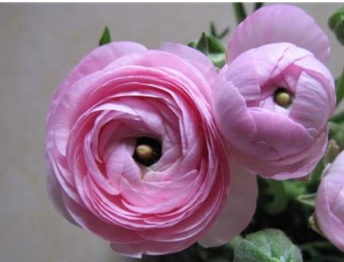 JMS 100 Pcs Ranunculus Flower Plants, (Not Ranunculus Bulbs),Ranunculus Flower Bonsai Perennials Flo