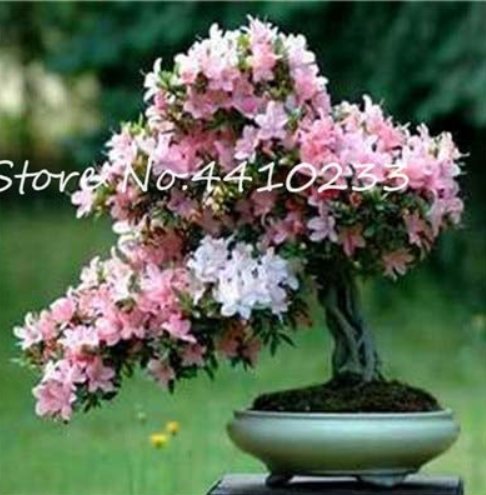 JMS Bonsai Rhododendron Flower Easy To Grow Azalea Bonsai Family & Garden Flower Rare Plant Diy Indo