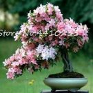 JMS Bonsai Rhododendron Flower Easy To Grow Azalea Bonsai Family & Garden Flower Rare Plant Diy Indo