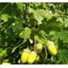 JMS Outdoor Perennial Ornamental Plants For Flower Pot Planters 10 Pcs