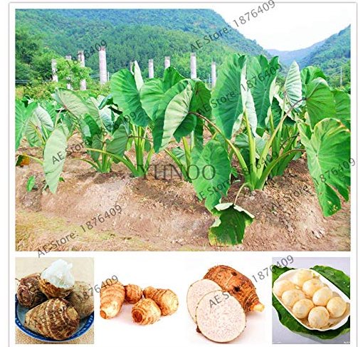 JMS 100Pcs Alocasia Macrorrhiza Bonsai Giant Taro Flores Garden