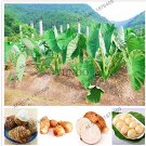 JMS 100Pcs Alocasia Macrorrhiza Bonsai Giant Taro Flores Garden