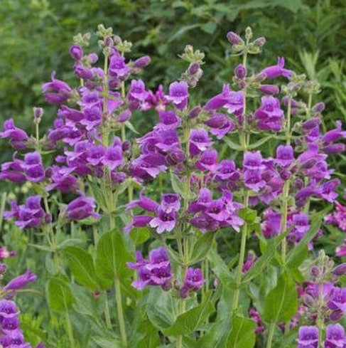 JMS 200Pcs/Lot Mixed Beardtongues Penstemon Perennial Flowering