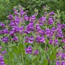 JMS 200Pcs/Lot Mixed Beardtongues Penstemon Perennial Flowering