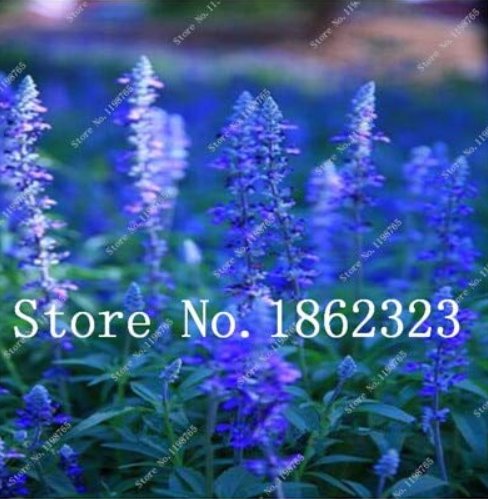 JMS 100 Pcs French Provence Lavender Plant Beautiful Flower Plant Very Fragrant Organic Lavender Pla