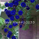 JMS 100 Pcs Thailand Climbing Beautyful Rose Bonsai Flowers Rare Mutli-Color Rose Bonsai Climbing Pl
