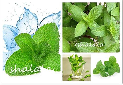 JMS Spearminted Mint Bonsai Bergamot Sweet Horse Mint Bonsai High Germination Radiation Protection &