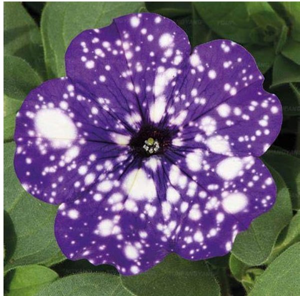 JMS 100Pcs Rare Beautiful Petunia Flower Plants 24 Kinds Of Petunia Flower Can Choose Bonsai Tree Pl