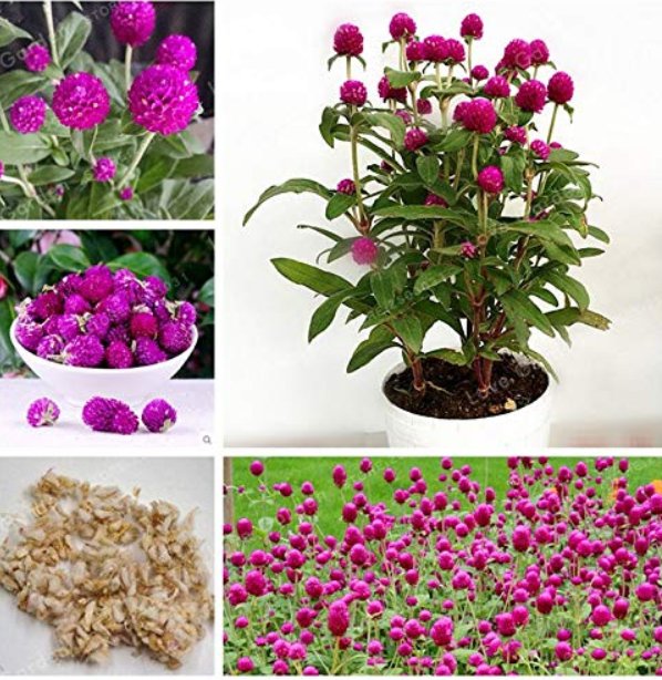 JMS 100 Pcs/Bag Rare Gomphrenae Globosa Bonsai Chinese Herb Tea Dried Gomphrena Globosa Flower Tea G