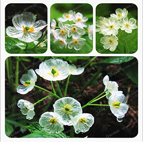 JMS Skeleton Flowers Bonsai 5 Pcs Diphylleia Grayi Bonsai Rare Exotic Plant Water Becomes Transparen