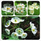 JMS Skeleton Flowers Bonsai 5 Pcs Diphylleia Grayi Bonsai Rare Exotic Plant Water Becomes Transparen