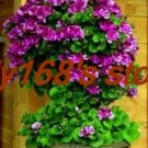JMS 200 Pcs Rare Climbing Geranium Pelargonium Peltatum Tree Seed Perennial Flower Indoor Rooms Gard