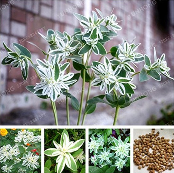 JMS 50 Pcs Euphorbia Marginata Pursh Heat Resistant Ever Green Leaf Snow-On-The-Mountain Foliage Pla