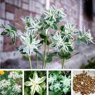JMS 50 Pcs Euphorbia Marginata Pursh Heat Resistant Ever Green Leaf Snow-On-The-Mountain Foliage Pla