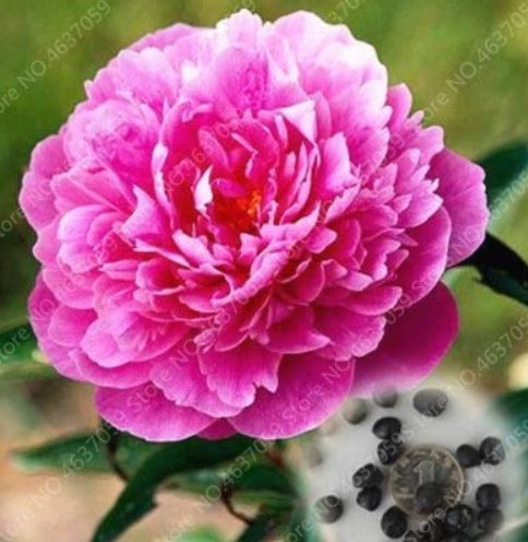 JMS 20Pcs Rare Double Peony Seed Multicolor Perennial Peony Flowers Chinese Paeonia Suffruticosa Pla