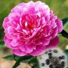 JMS 20Pcs Rare Double Peony Seed Multicolor Perennial Peony Flowers Chinese Paeonia Suffruticosa Pla