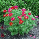 JMS 10 Pcs Paeonia Tenuifolia Bonsai Fernleaf Peony Bonsai Peony Flower Double Flowering Fernleaf Pe
