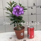 JMS 5 Pcs/Bag Multicolor Desert Rose Bonsai Garden Home Pot Balcony Flower Adenium Obesum Succulent 