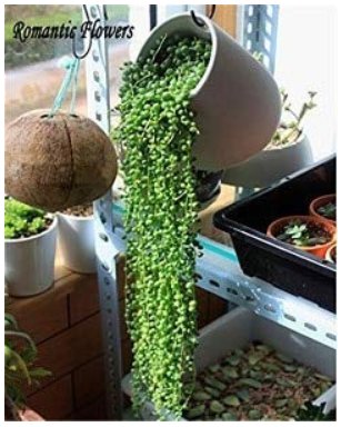 JMS 100Pcs Green Chlorophytum Pearls Bonsai Hanging Potted Type With Chlorophytum Flower Plant Sprin