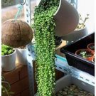 JMS 100Pcs Green Chlorophytum Pearls Bonsai Hanging Potted Type With Chlorophytum Flower Plant Sprin