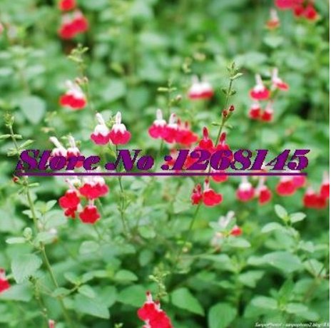 JMS 100Pcs Salvia Microphylla ' Hot Lips' Bonsai Potted Plant Diy Home Garden