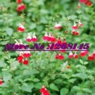 JMS 100Pcs Salvia Microphylla ' Hot Lips' Bonsai Potted Plant Diy Home Garden