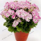 JMS 105Pcs/ Bag Bonsai Potted Geranium Planting Season Flores High Germination Rate,For Home And Gar