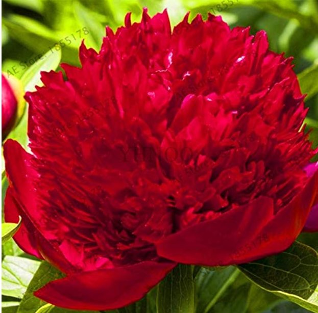 JMS 10Pcs Rare Peony Plants,Top Brass Peony, 21 Colors To Choose Bonsai Flower Garden, Chinese Natio