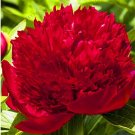 JMS 10Pcs Rare Peony Plants,Top Brass Peony, 21 Colors To Choose Bonsai Flower Garden, Chinese Natio