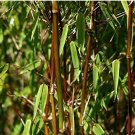 JMS 20Pcs JMS Black Bamboo (Fargesia Sp Jiuzhaigou 4) Hardy