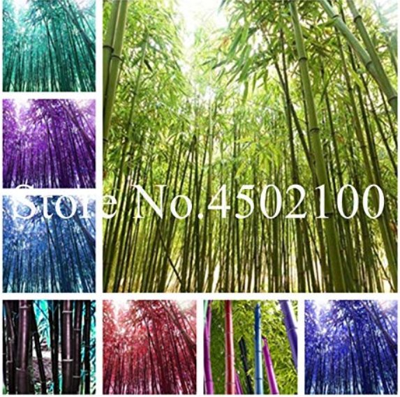 JMS 50 Pcs Rare Black Timor Bamboo Bonsai, Bambusa Purple Colorful Bamboo Garden Planted Courtyard B